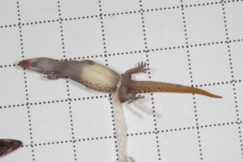 Media type: image;   Herpetology R-189898